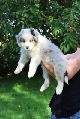 Les chiots de Berger Australien