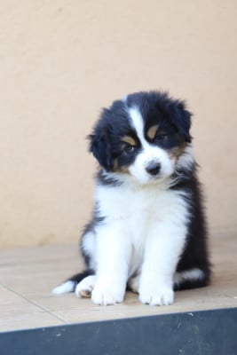 Les chiots de Berger Australien