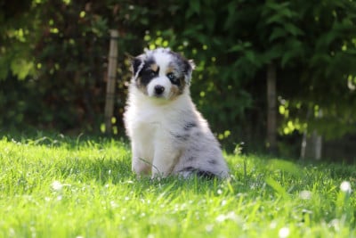 Les chiots de Berger Australien