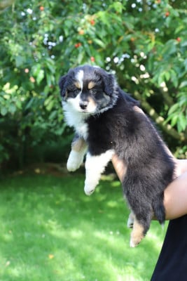 Les chiots de Berger Australien