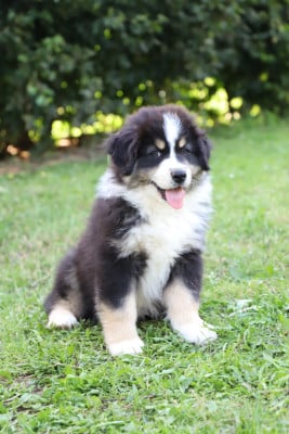 Les chiots de Berger Australien