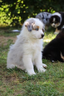 Les chiots de Berger Australien
