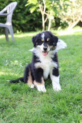 Les chiots de Berger Australien