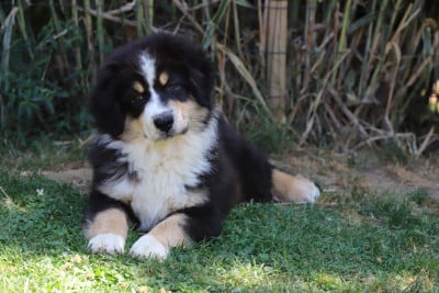 Les chiots de Berger Australien
