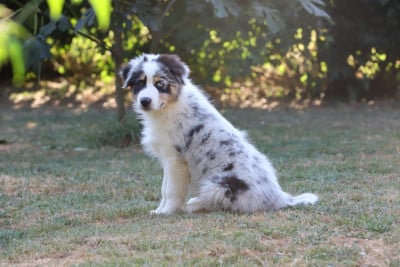 Les chiots de Berger Australien