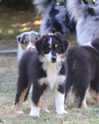 Les chiots de Berger Australien