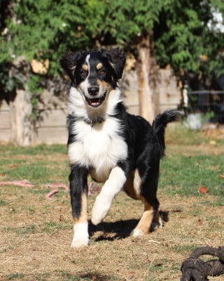 Les chiots de Berger Australien