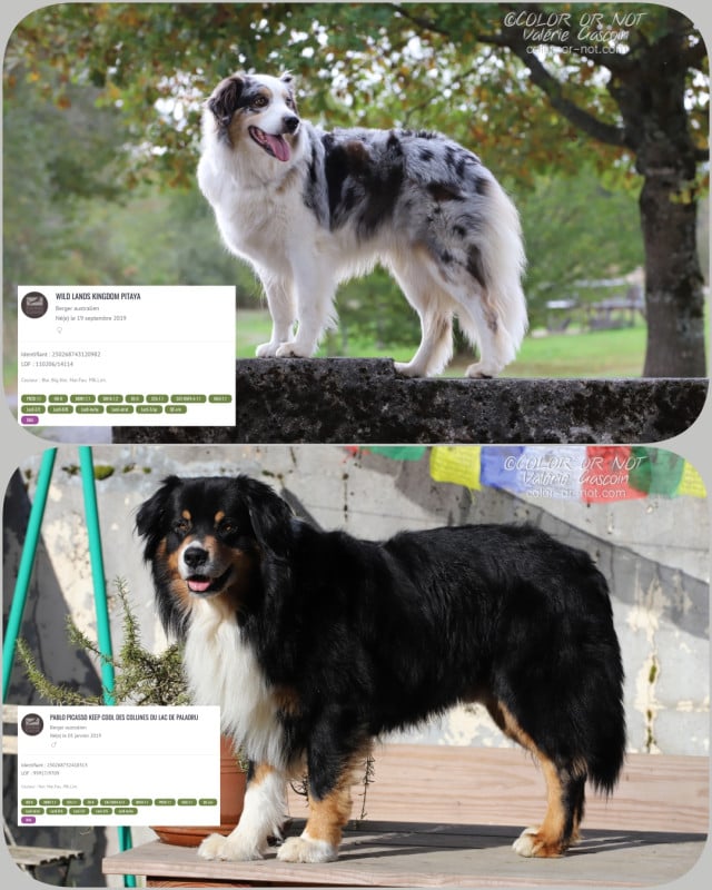 Berger Australien - De Filao Le Légendaire