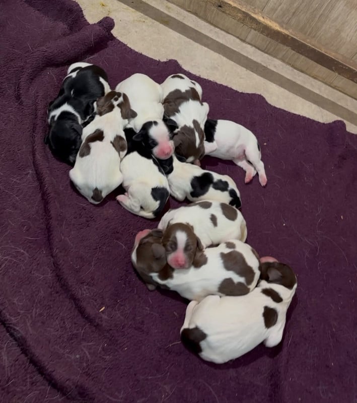 English Springer Spaniel - Du Joli Lieu