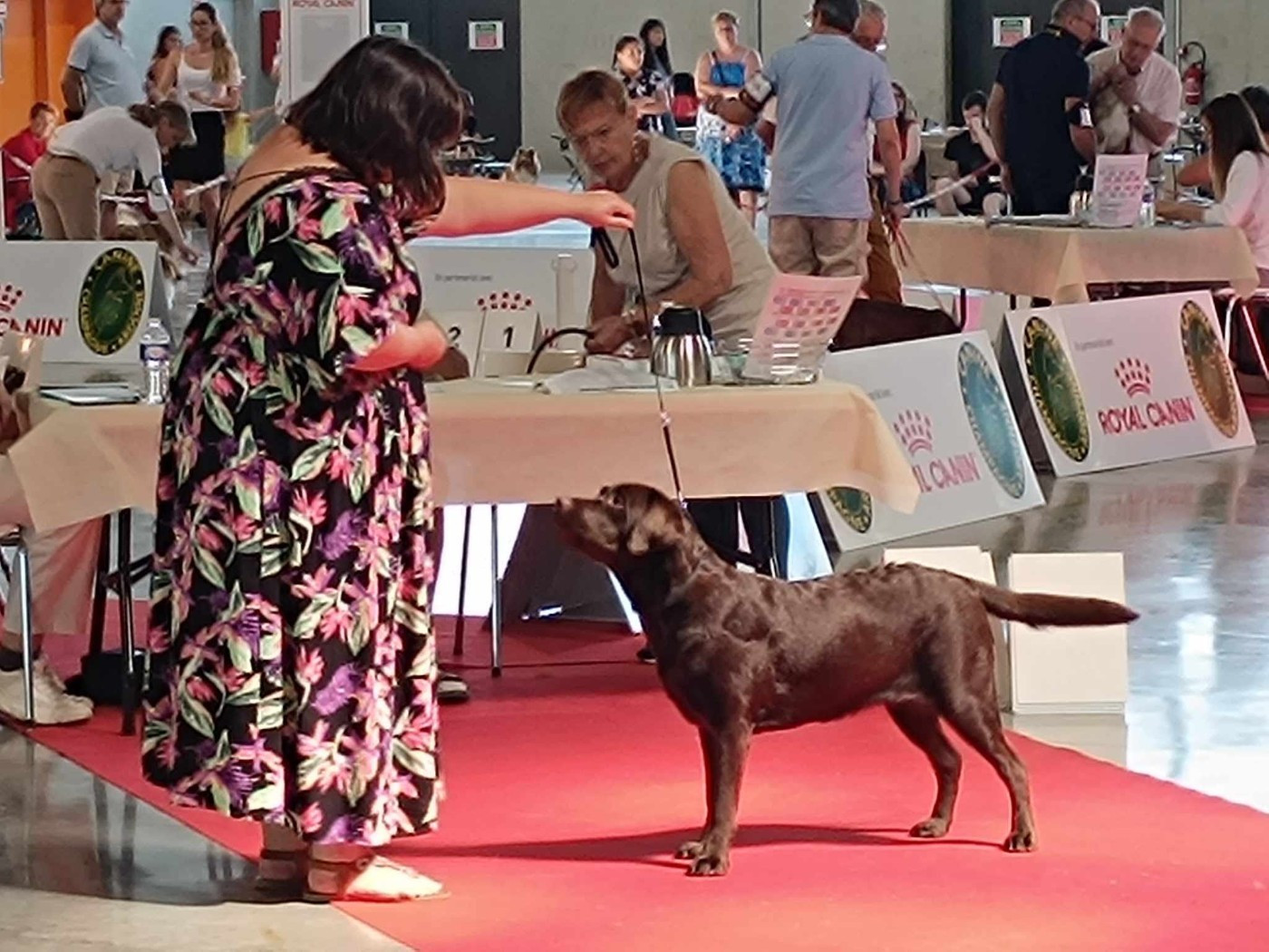 CH. Topaze des grandes plaines d'artois - 2 EXCELLENT