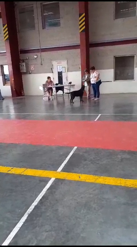 CH. Topaze des grandes plaines d'artois - 1 EXCELLENT CACS-J MEILLEUR SEXE OPPOSE