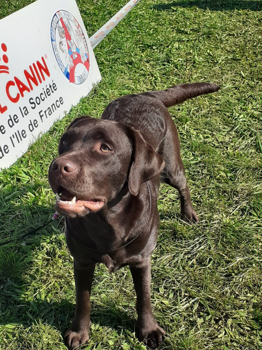 CH. Topaze des grandes plaines d'artois - 1 EXCELLENT CACS-J