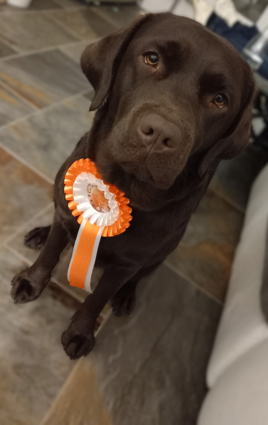 CH. Topaze des grandes plaines d'artois - 2 EXCELLENT