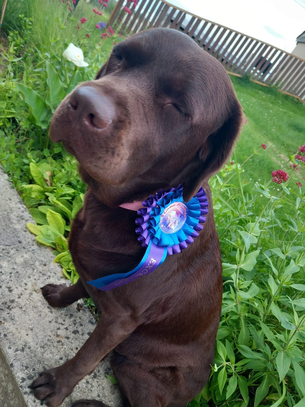 CH. Topaze des grandes plaines d'artois - 1 EXCELLENT