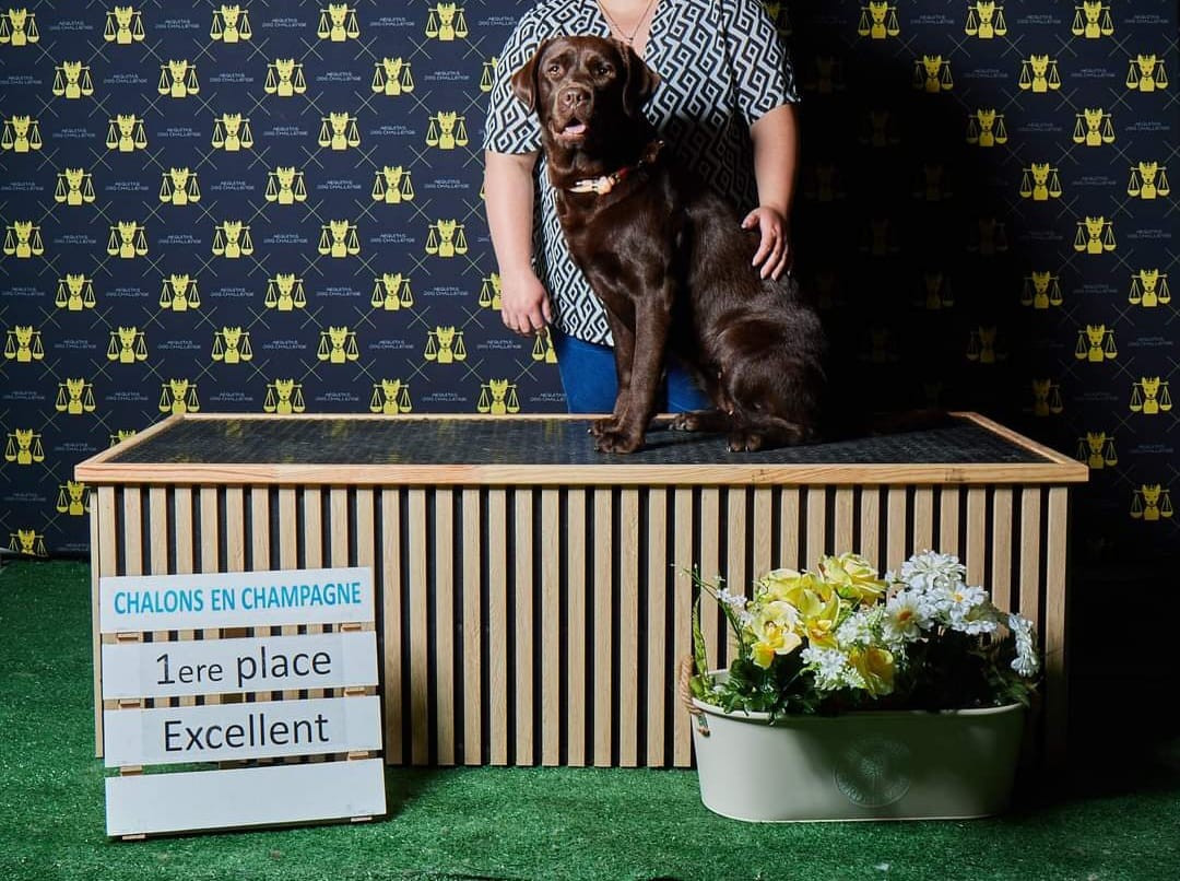 CH. Topaze des grandes plaines d'artois - 1 EXCELLENT