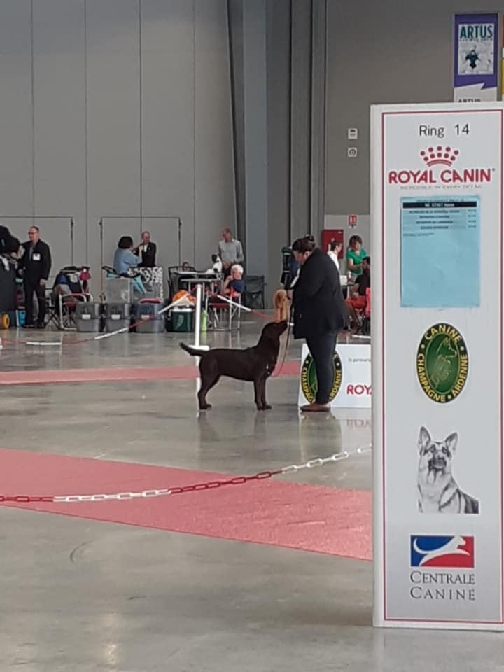 CH. Topaze des grandes plaines d'artois - 2 EXCELLENT