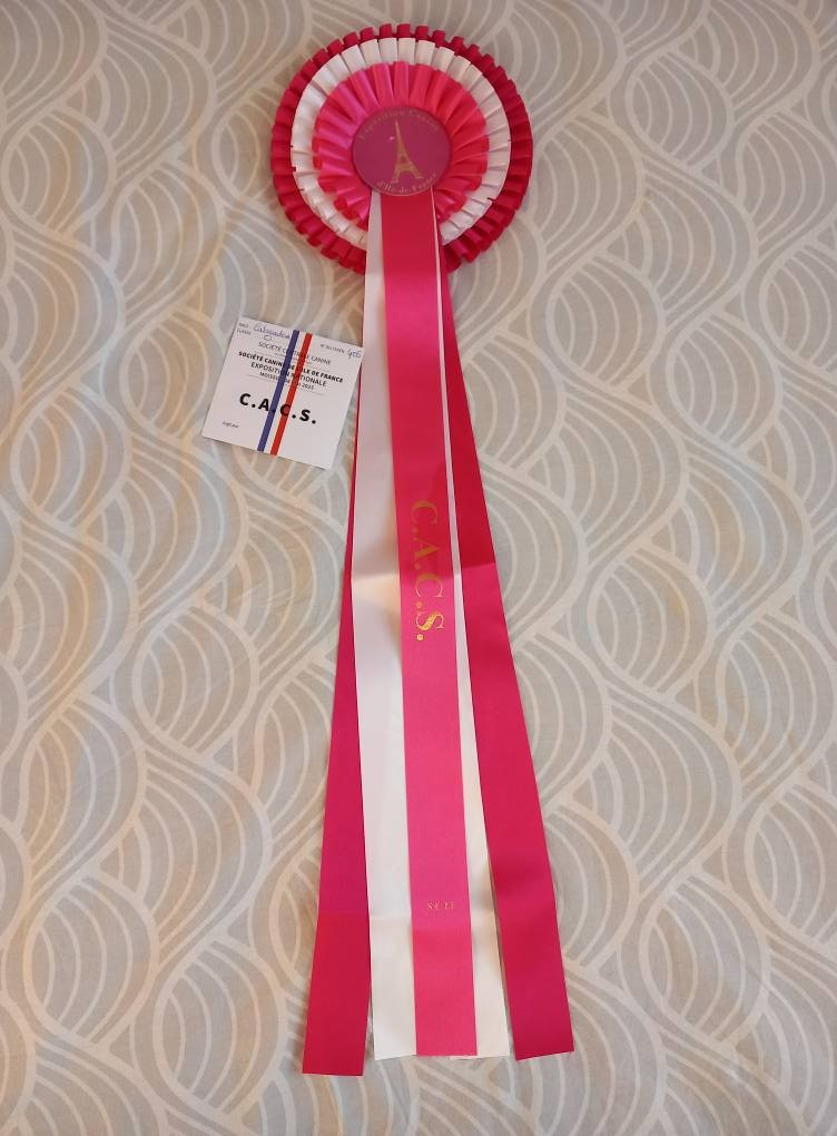 CH. Topaze des grandes plaines d'artois - 1 EXCELLENT CACS