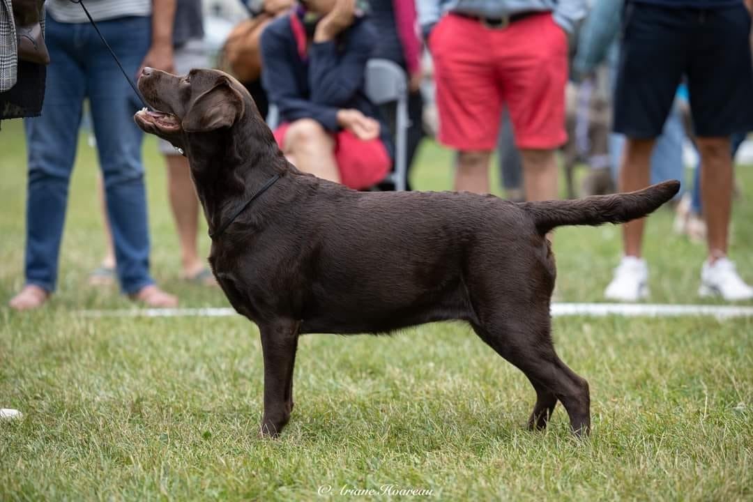 CH. Topaze des grandes plaines d'artois - 1 EXCELLENT CACS MEILLEUR DE RACE
