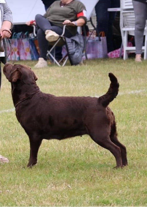 CH. Topaze des grandes plaines d'artois - 1 EXCELLENT CACS MEILLEUR SEXE OPPOSE