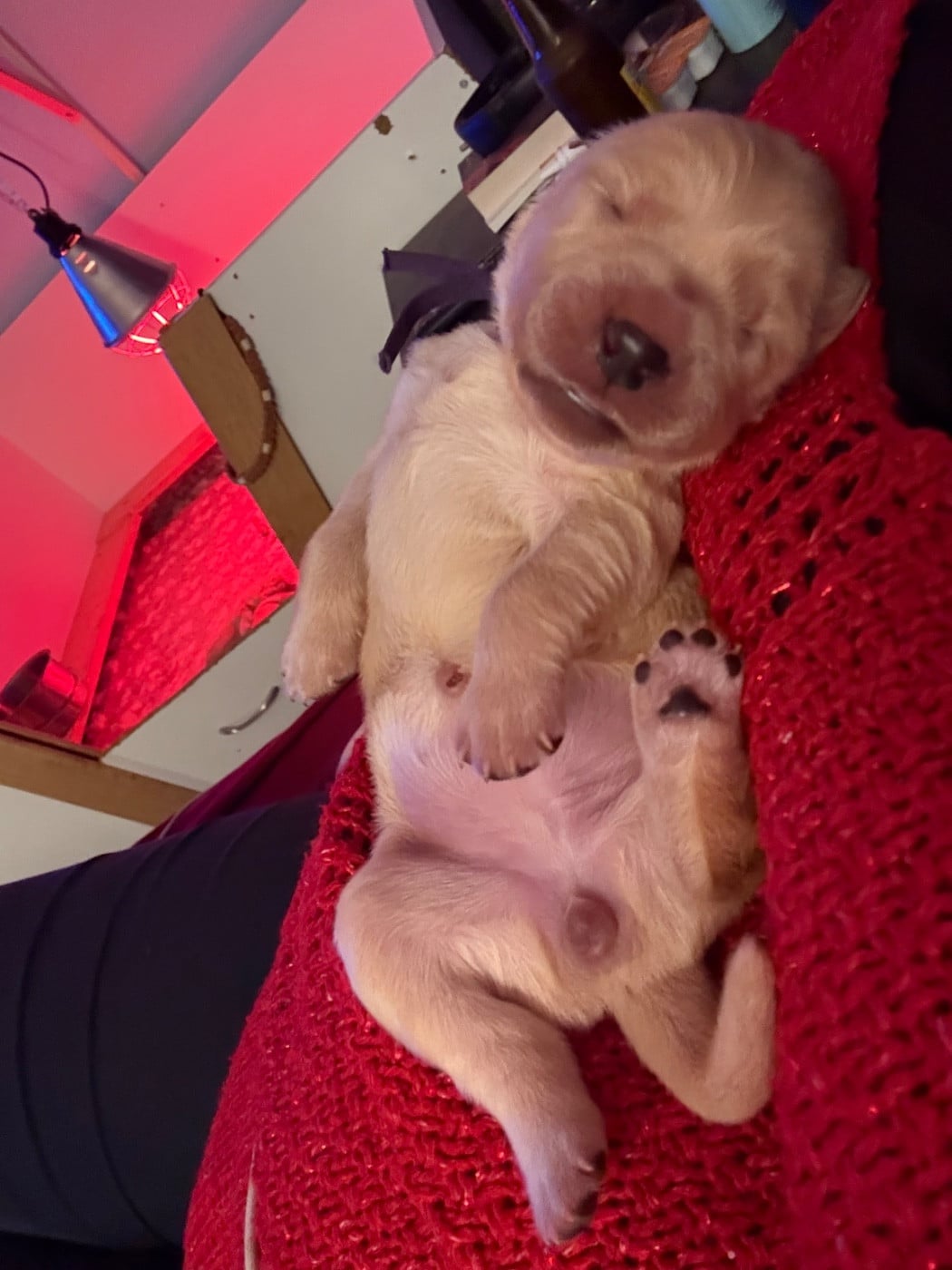 Betty boop - Golden Retriever