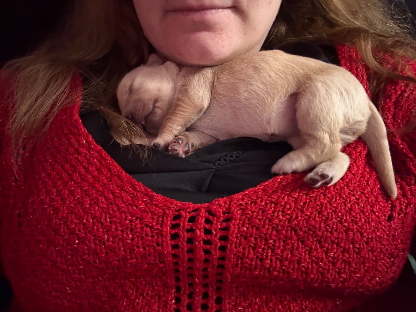 Bulle - Golden Retriever