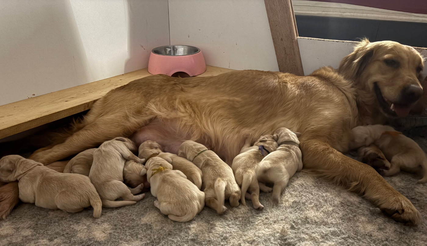 Belle - Golden Retriever