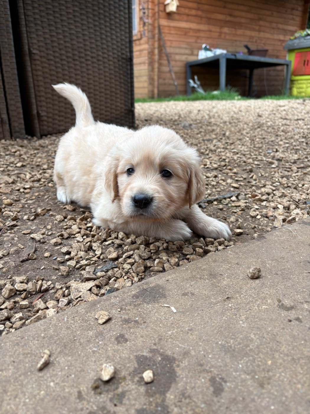 Golden Retriever - Des Bisous Fous
