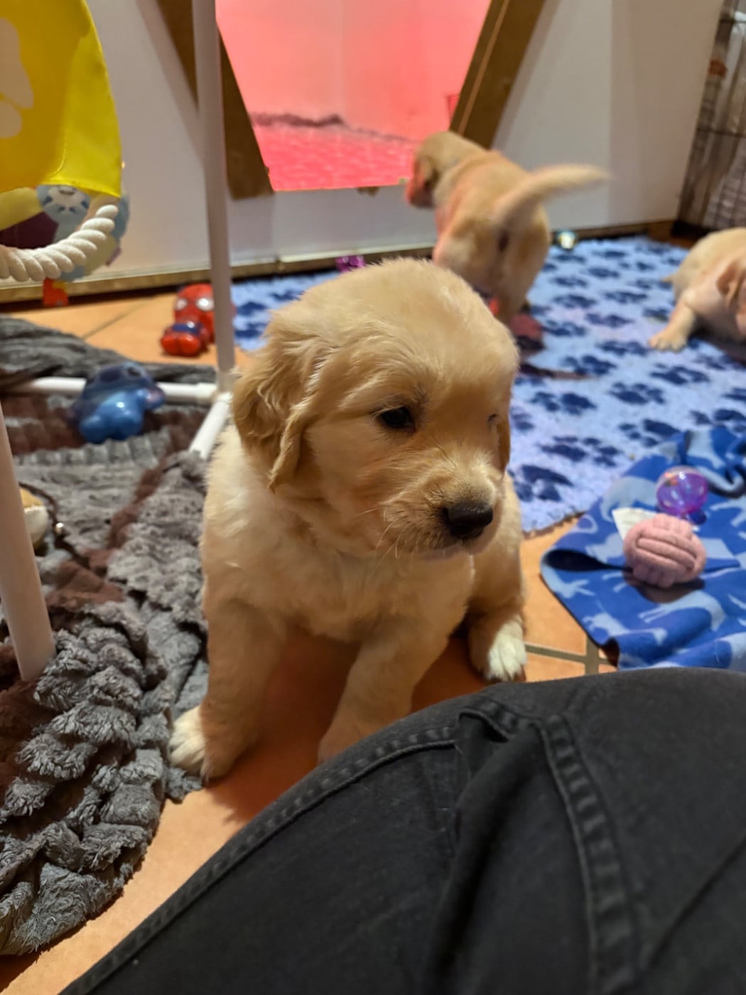 Golden Retriever - Des Bisous Fous