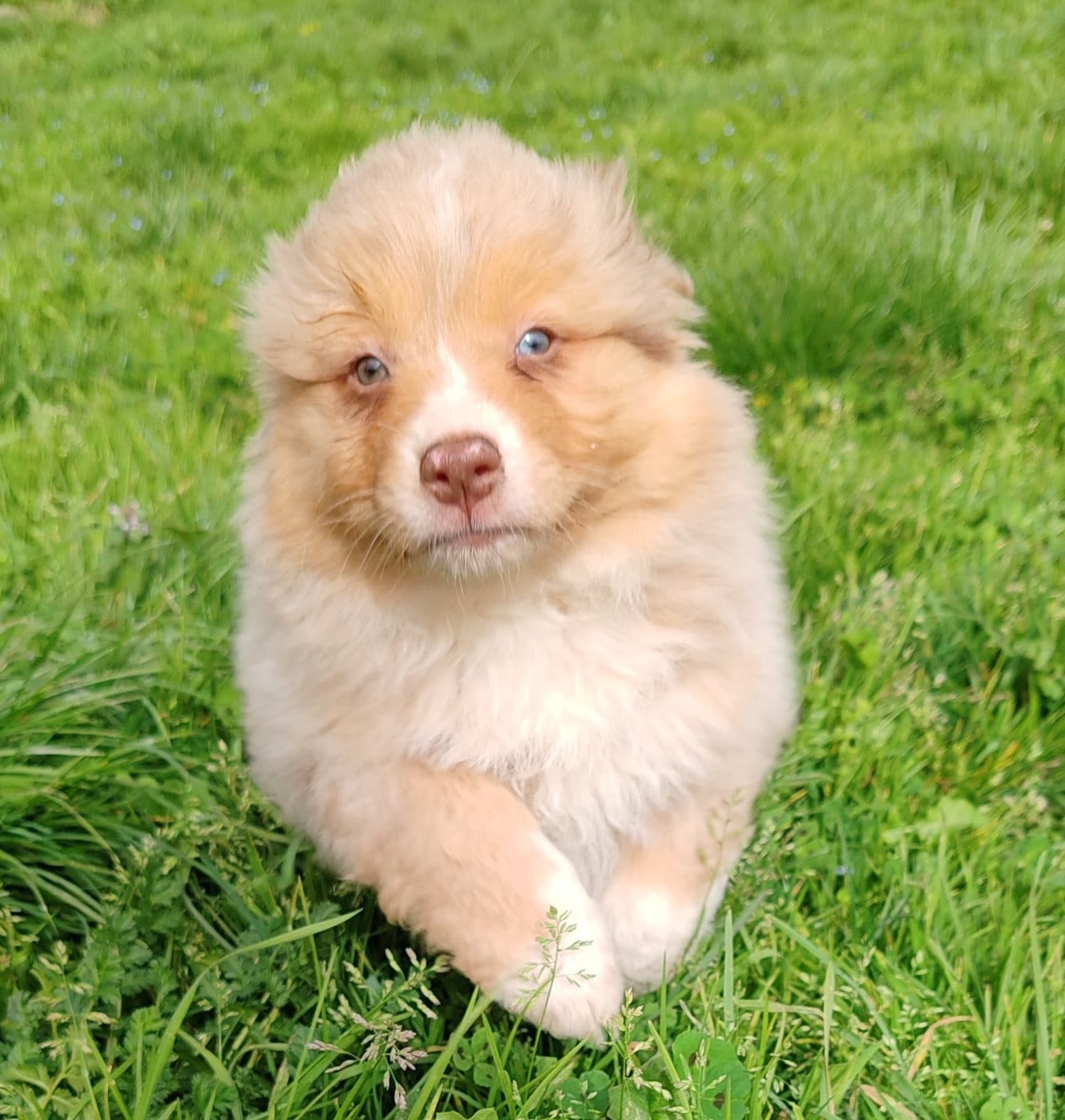 Berger Australien - Des Bisous Fous