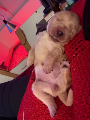 Les chiots de Golden Retriever