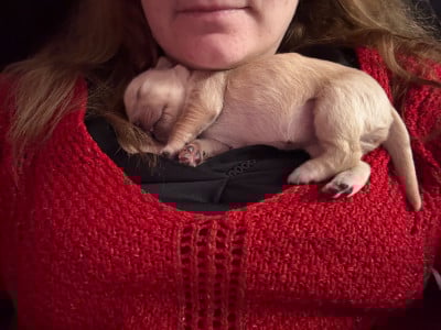 Les chiots de Golden Retriever