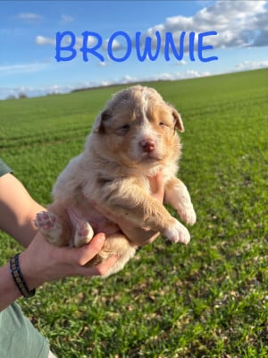 Les chiots de Berger Australien