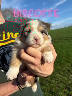 Les chiots de Berger Australien
