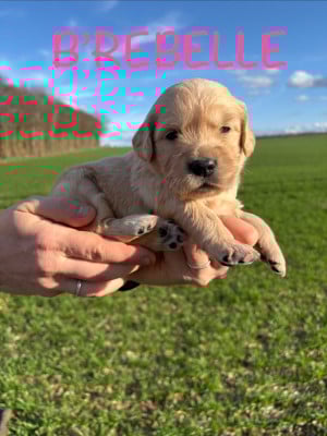 Les chiots de Golden Retriever