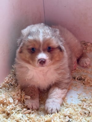 Les chiots de Berger Australien