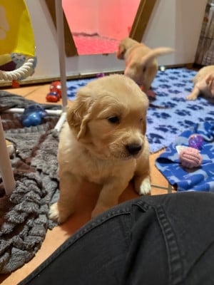 Les chiots de Golden Retriever