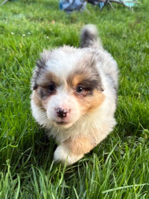 Les chiots de Berger Australien