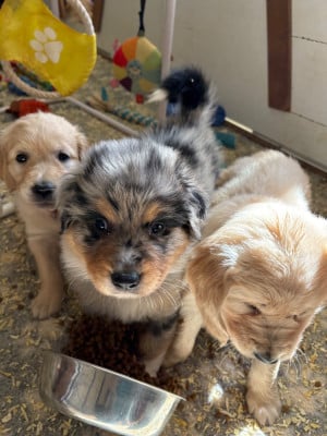 Les chiots de Berger Australien