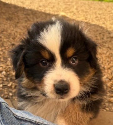 Les chiots de Berger Australien