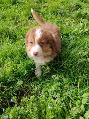 Les chiots de Berger Australien