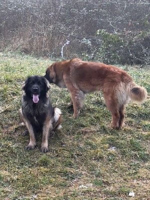 Étalon Leonberger - Sabba de la légende du roi urien