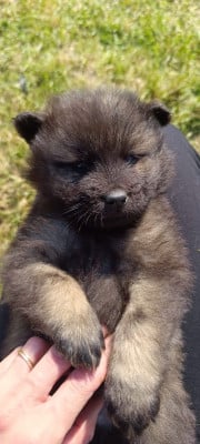 Les chiots de Eurasier