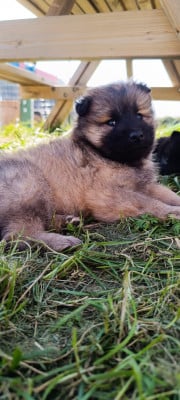 Les chiots de Eurasier