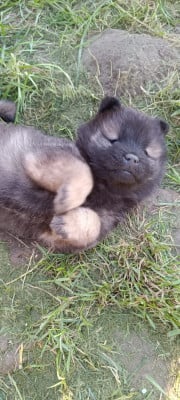 Les chiots de Eurasier