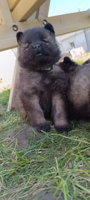 Les chiots de Eurasier