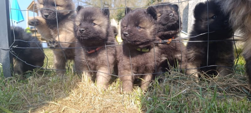 Eurasier - La Meute De Nymeria