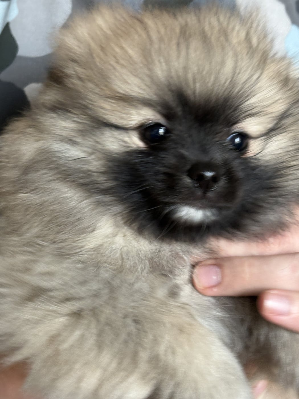 Barbotine vom Lumaland - Spitz allemand