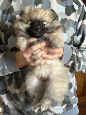 Les chiots de Spitz allemand