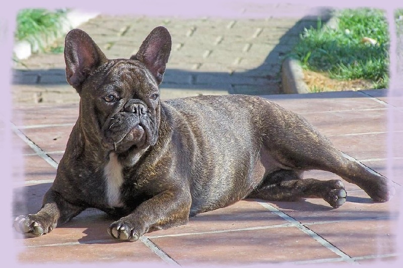 Cybelle-sixtine de sharp et boule de Nat