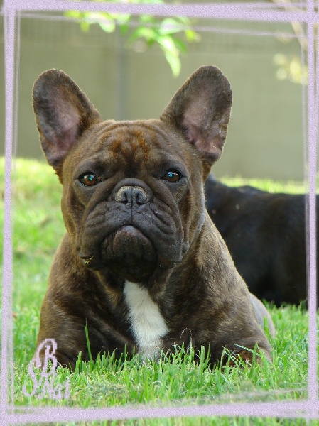 Cybelle-sixtine de sharp et boule de Nat
